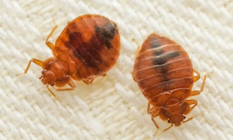 Bugs that Look like Bed Bugs