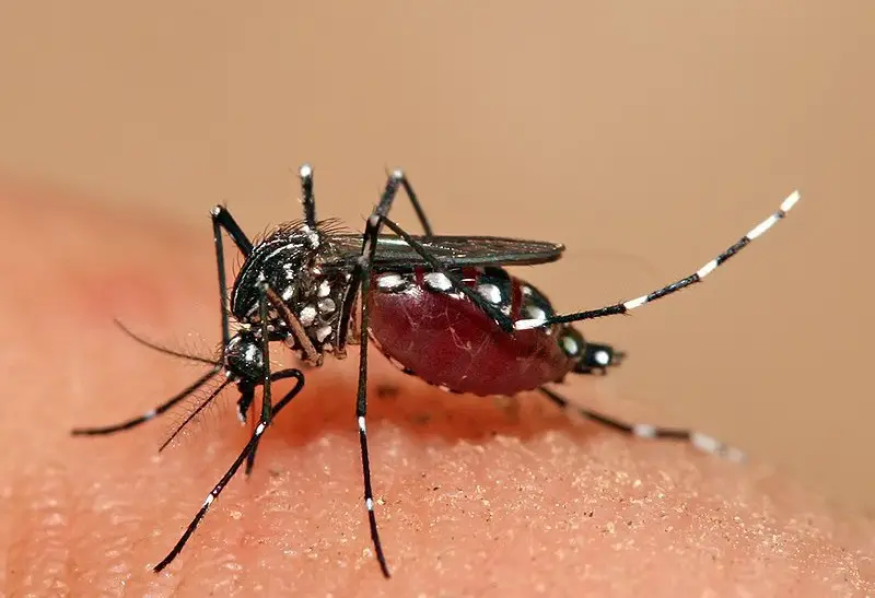 Dangerous Bugs in Maryland