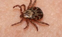 20 Bugs that Look like Ticks (Pictures and Identification)