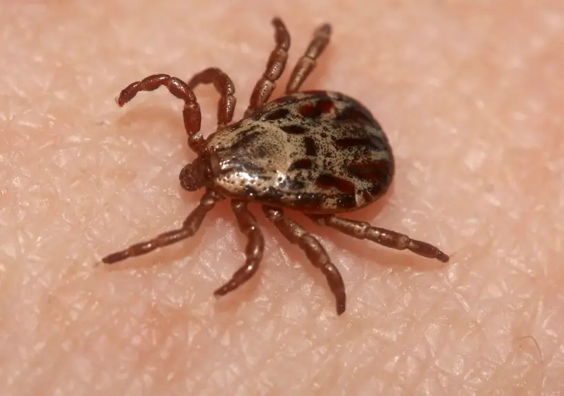 20 Bugs that Look like Ticks (Pictures and Identification) - Own Yard Life