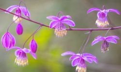 62 Types of Purple Perennial Flowers with Pictures and Names