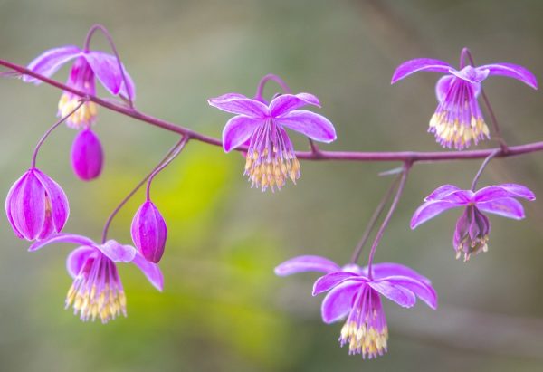 Purple Perennial Flowers