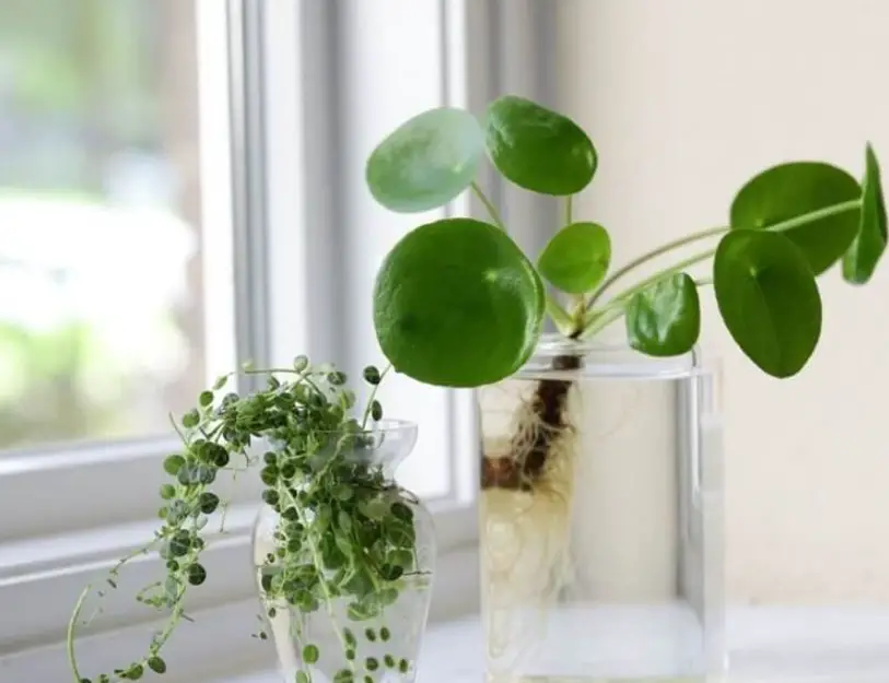 Plants That Can Grow in Water