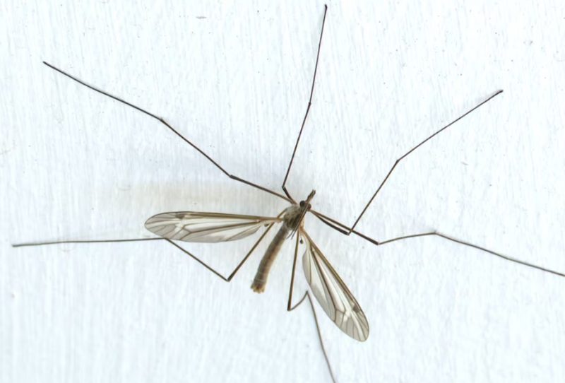 Bugs that look like Mosquitoes