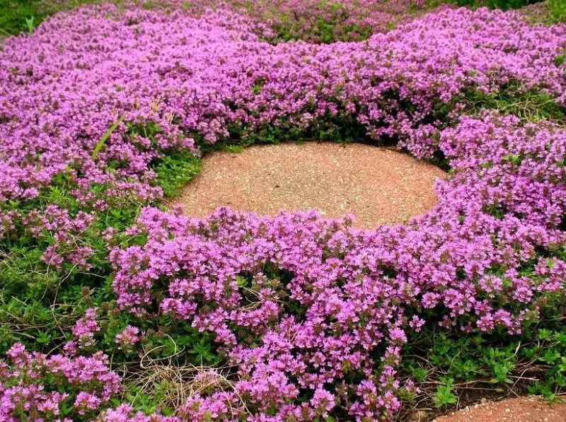 flowers that cover the ground