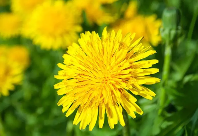 Yellow Perennial Flowers
