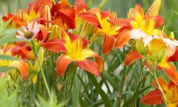 27 Tall Perennial Flowers for Your Garden (Pictures and Names)