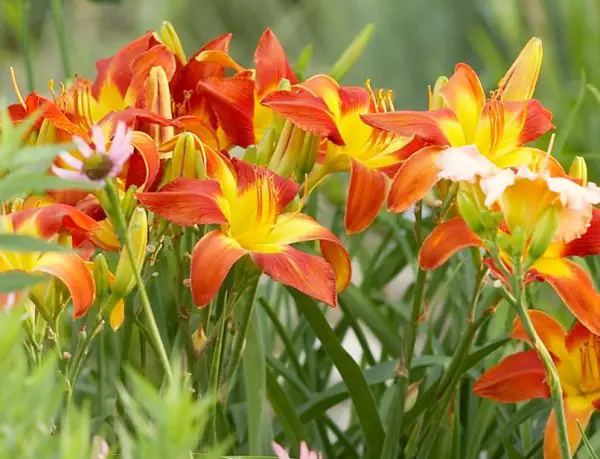 Tall Perennial Flowers