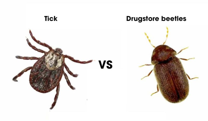 Bugs that look like Ticks