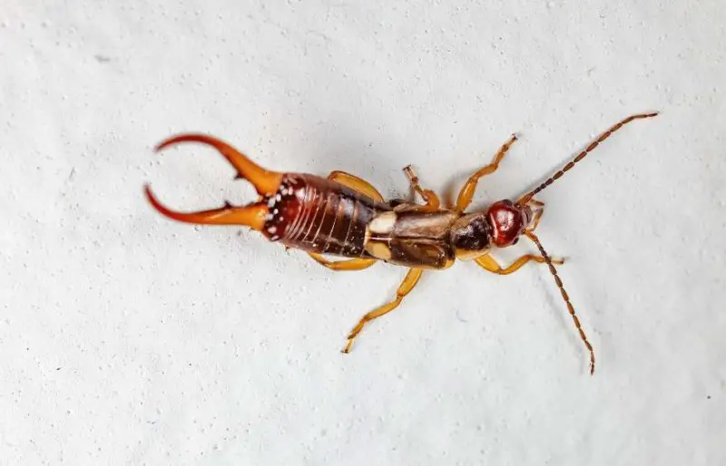 Bugs That Look Like Cockroaches