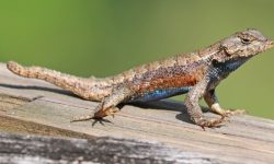 15 Lizards of North Carolina (Pictures and Identification)