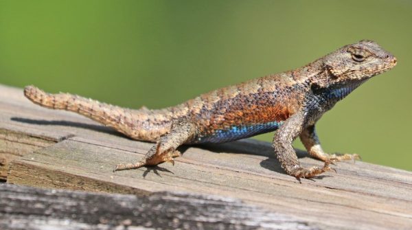 Lizards of North Carolina