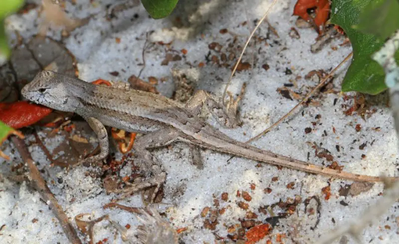 Lizards in Florida