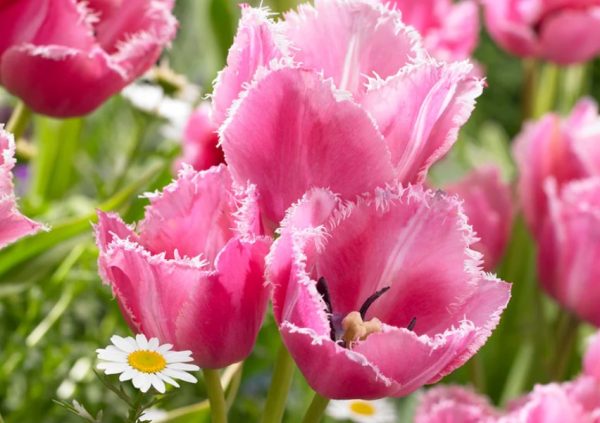 30 Pink and White Flowers for Your Garden (With Pictures)