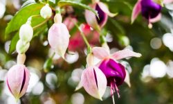 30 Pink and White Flowers for Your Garden (With Pictures)