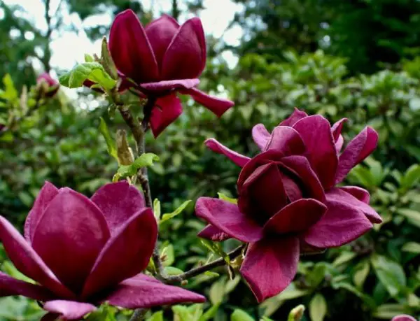 trees with purple flowers