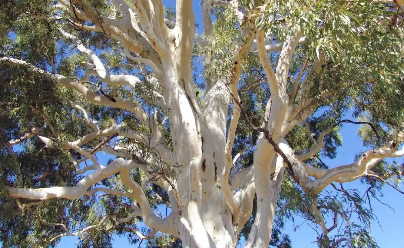Trees with White Bark