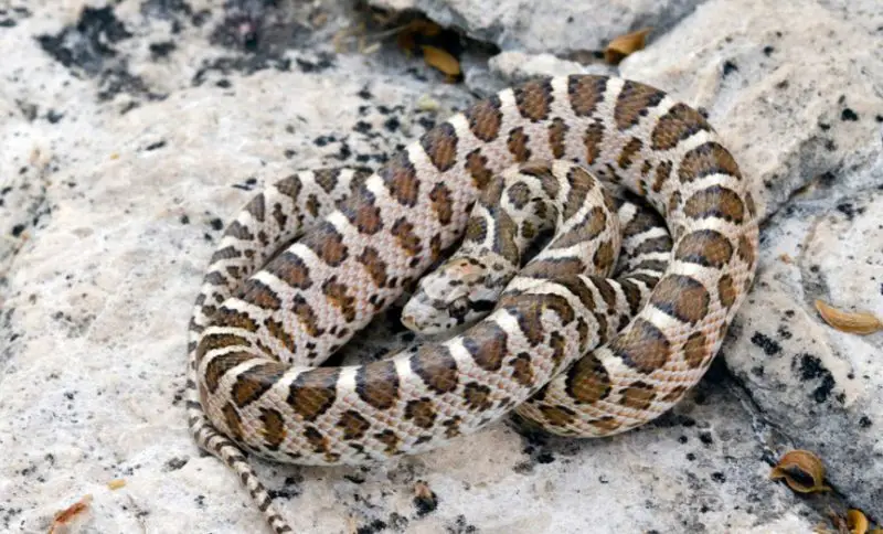 Snakes in New Mexico