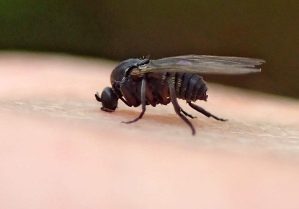 Tiny Black Bugs In House Near Windows