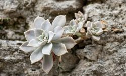 18 Outdoor Succulent Plants with Pictures and Identification