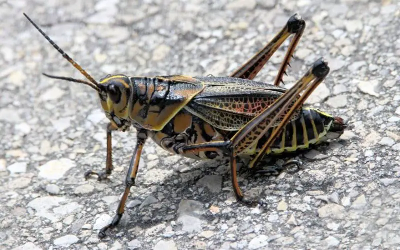 Bugs That Look Like Cockroaches