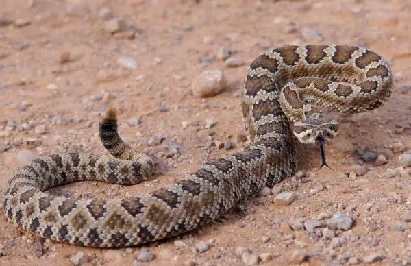 39 Snakes in Utah (Pictures and Identification) - Own Yard Life