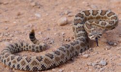 43 Snakes in Arizona with Pictures and Identification