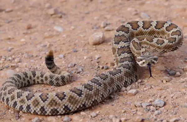 Snakes in Arizona