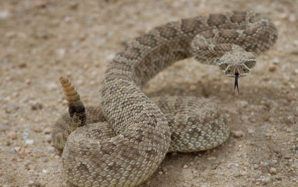 39 Snakes in Utah (Pictures and Identification) - Own Yard Life