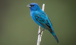 17 Blue Birds in California (Pictures and Identification)