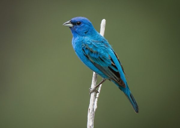 Blue Birds in California