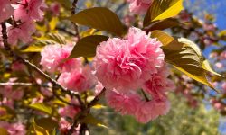 50 Trees with Pink Flowers (Pictures and Identification)