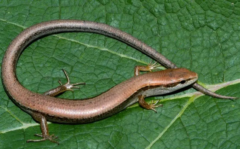 Lizards of North Carolina