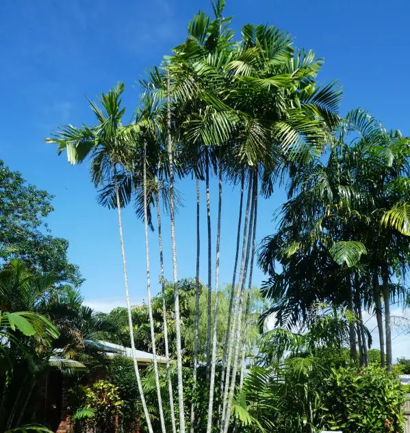 Hawaii Palm trees