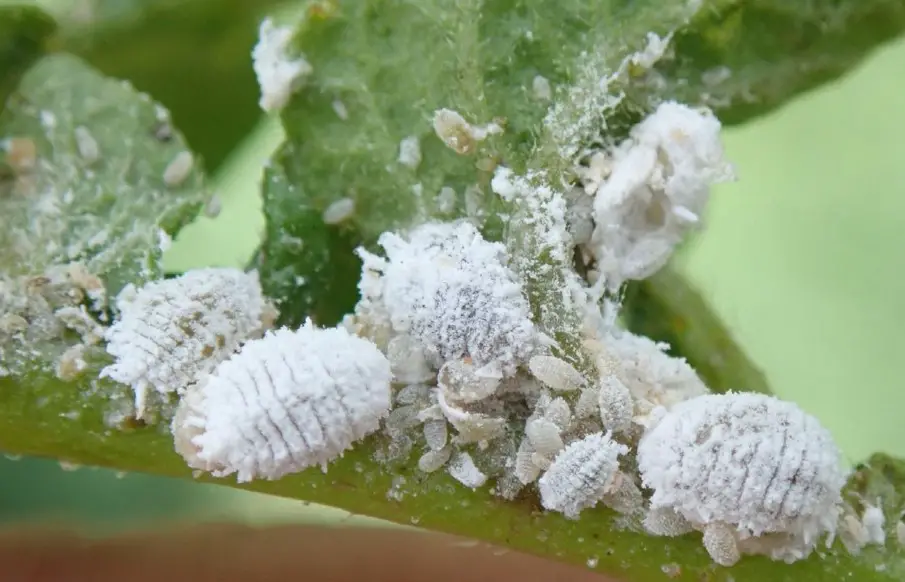 16 Tiny White Bugs in House (Pictures and Identification)