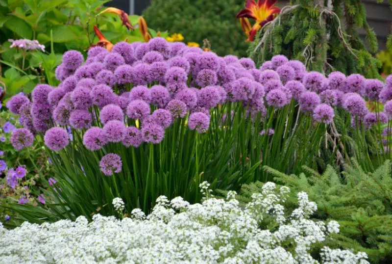 Purple Perennial Flowers