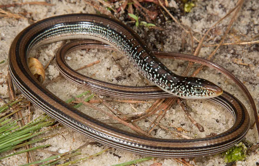 15 Lizards of North Carolina (Pictures and Identification)