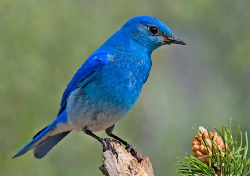 Blue Birds in California