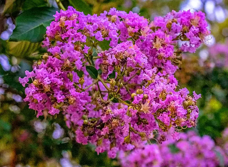 trees with purple flowers