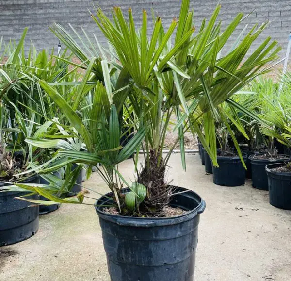 Outdoor Palm Plants