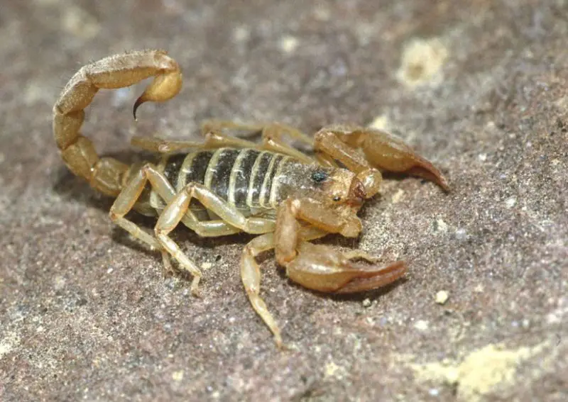 Scorpions in Georgia
