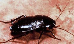 35 Types of Roaches in Florida (Pictures and Identification)