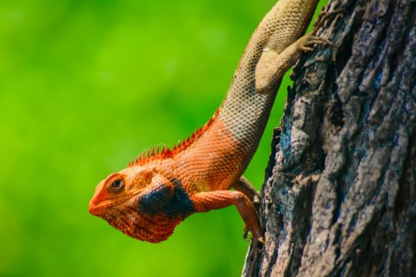 Lizards in Florida