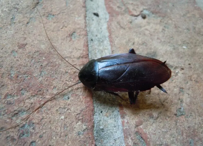 Tiny Black Bugs in House Near Windows