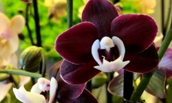 21 Black Orchid Flower Species (Pictures and Identification)