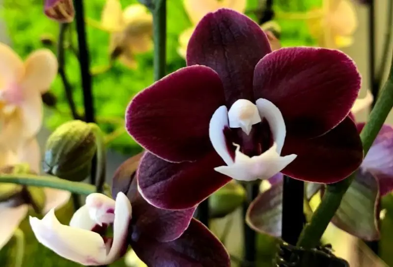 Black Orchid Flower