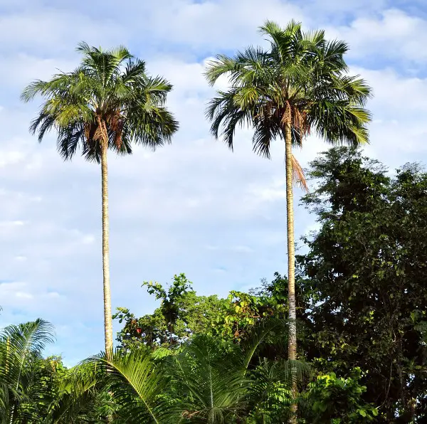 Hawaii Palm Tree