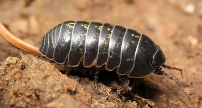 Bugs That Look Like Cockroaches