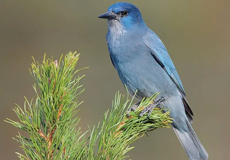 Blue Birds in California