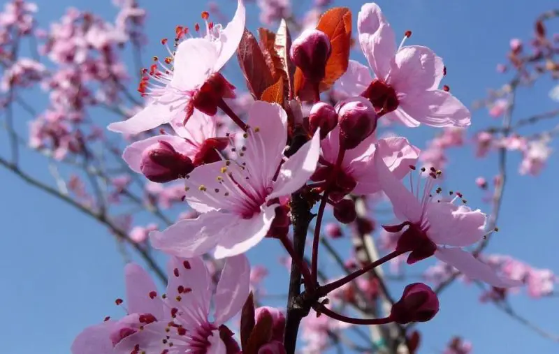 trees with pink flowers